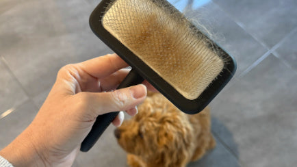 Dog Slicker Brush with knots from Cavoodle removed