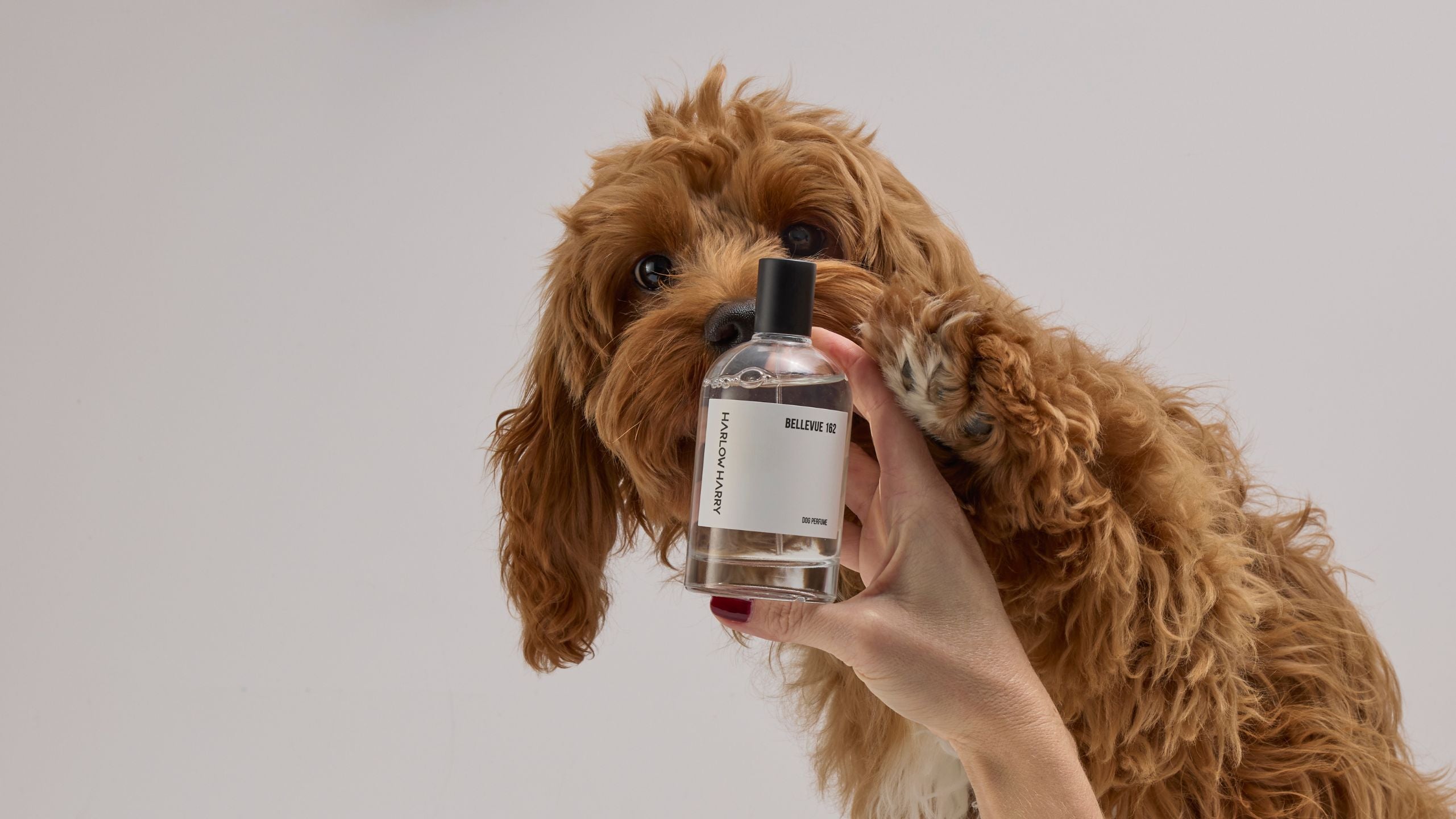 Cavoodle sniffing a bottle of Harlow Harry Bellevue 162 dog perfume held up close to its nose