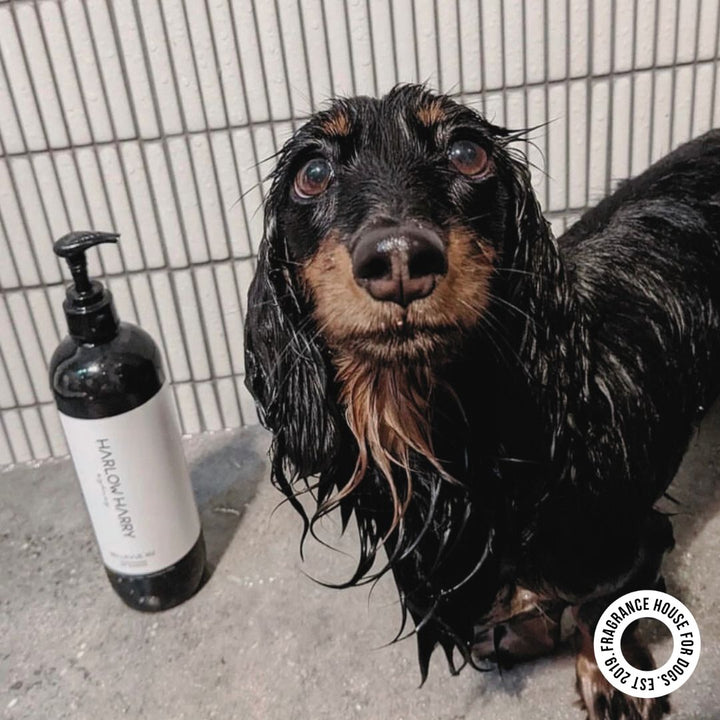 Conditioning Shampoo | Hunter 33