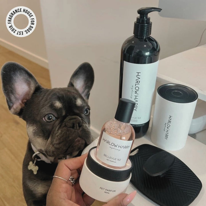 The Bougie-est Dog Bundle