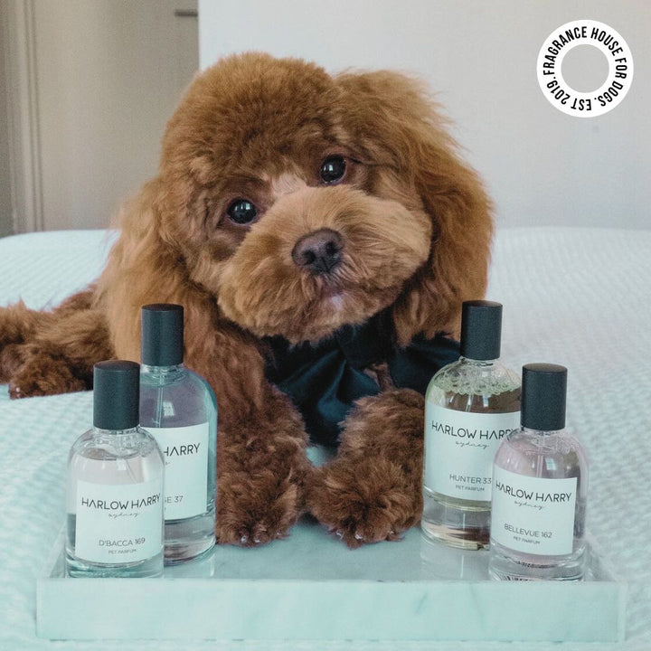 The Set | D'bacca 169