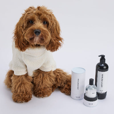 The Bougie-est Dog Bundle