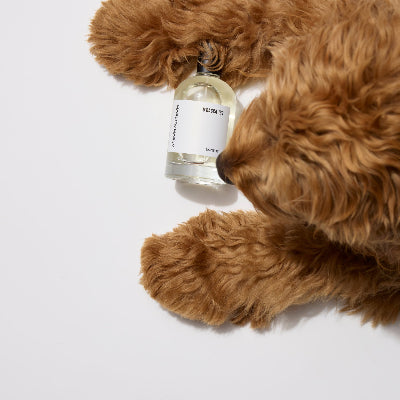 Harlow Harry D'bacca 169 dog perfume - clean and musky pet cologne for dogs