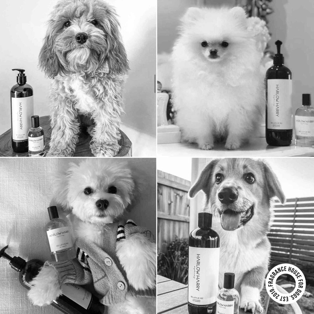 Happy dogs featuring Harlow Harry Hunter 33 shampoo and dog perfume — vet-approved grooming for dogs
