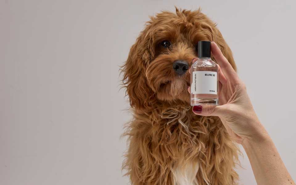 Dog looking at a bottle of HARLOW HARRY Dog Perfume