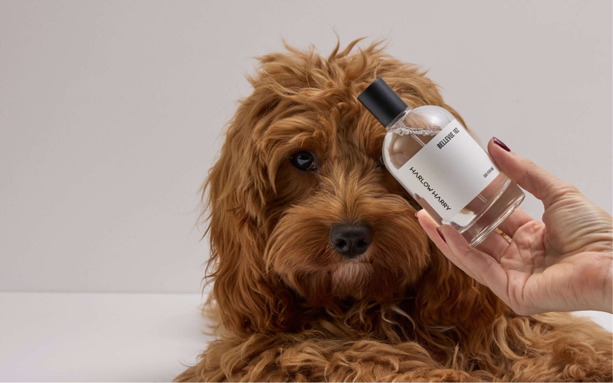 Harlow Harry Bellevue 162 dog perfume. Pet fragrances designed for dogs. VET approved