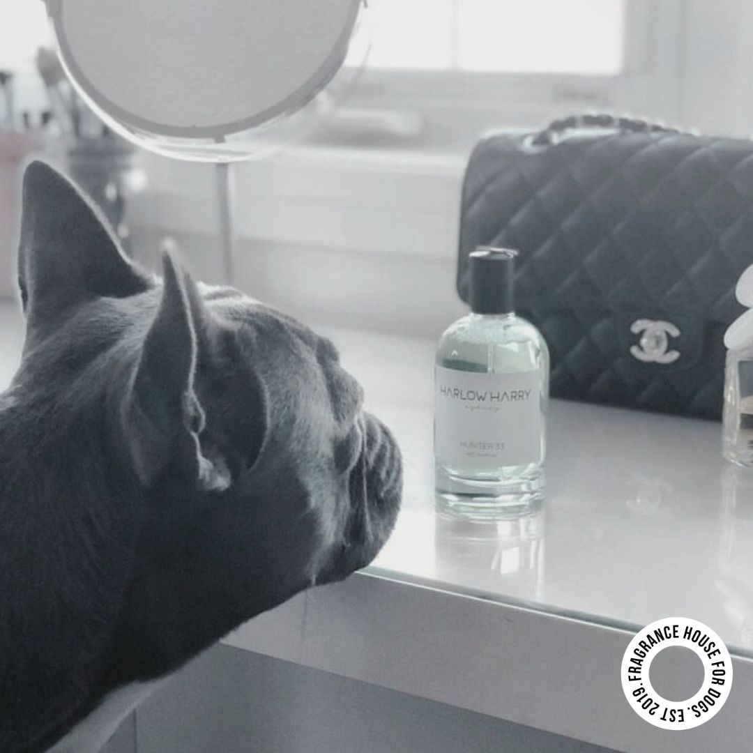 Happy dog being groomed with Harlow Harry Hunter 33 dog perfume — vet-approved grooming for dogs