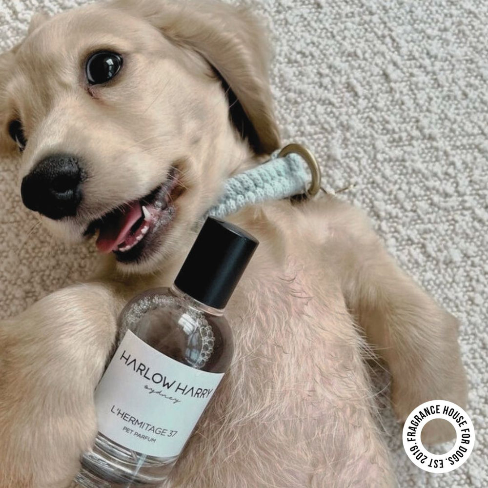 L'hermitage 37 dog perfume by Harlow Harry with spicy and leathery scent profile designed as a premium pet cologne