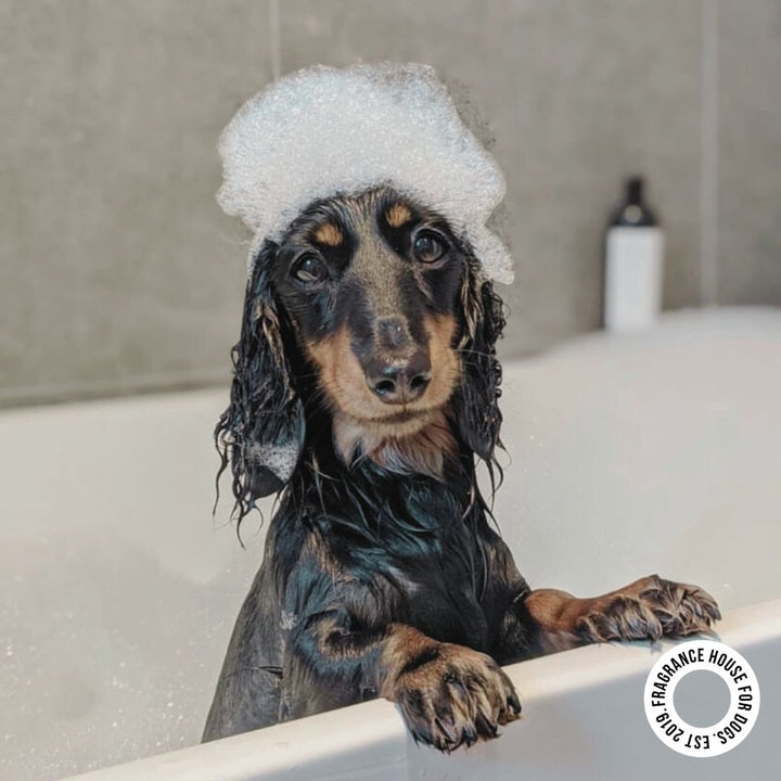Foamy lather of Harlow Harry conditioning shampoo highlighting gentle cleansing for pets and complementing dog fragrances