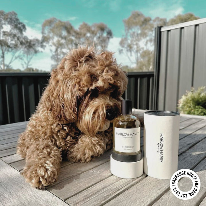 Dog Perfume | Solera 145 (St Argo 191)