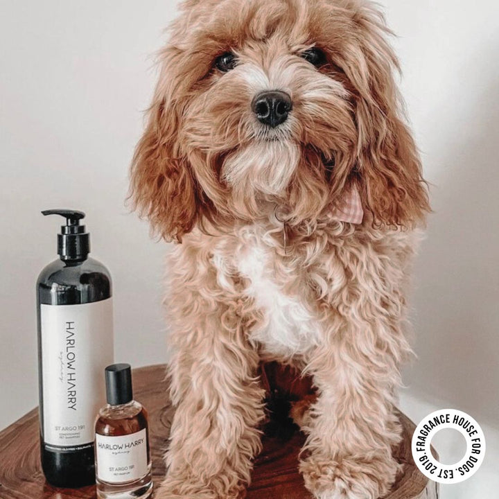 Conditioning Shampoo | Solera 145 (St Argo 191)