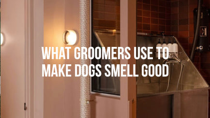 Best Dog Perfume: Discover What Groomers Use to Make Dogs Smell Good
