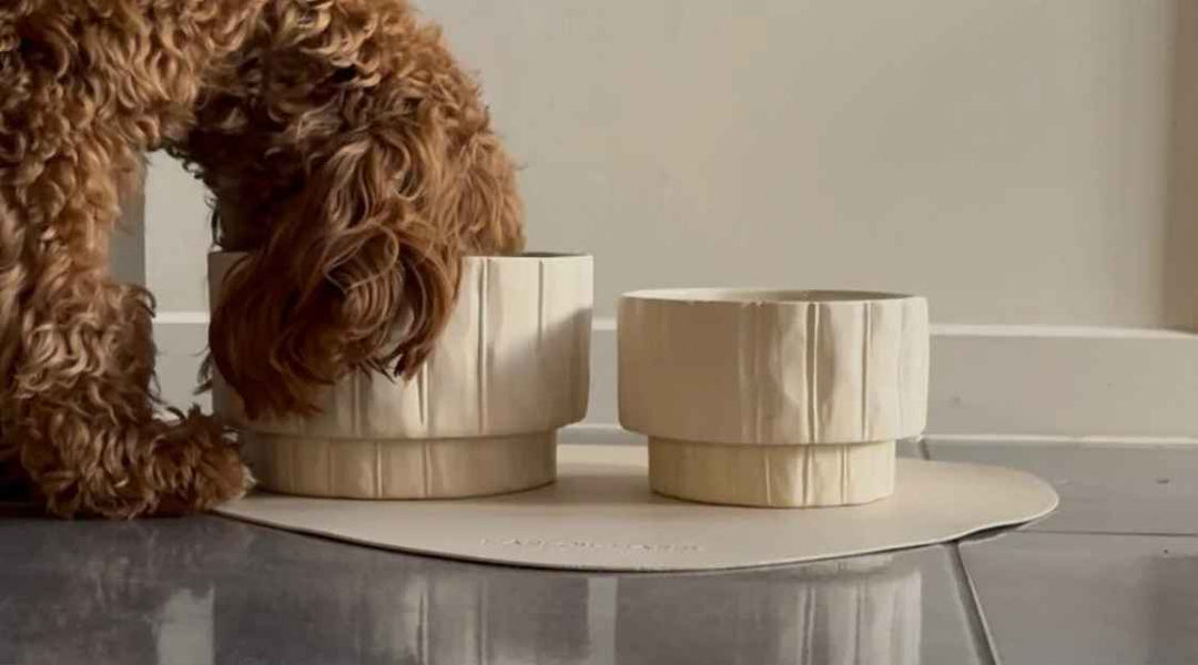 Why Ceramic Dog Bowls Are the Best Choice for Your Pet