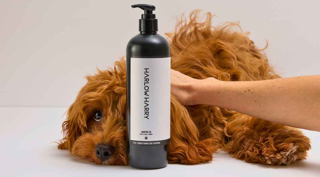 Best Dog Shampoo for a Shiny, Healthy Coat (Vet Explained)