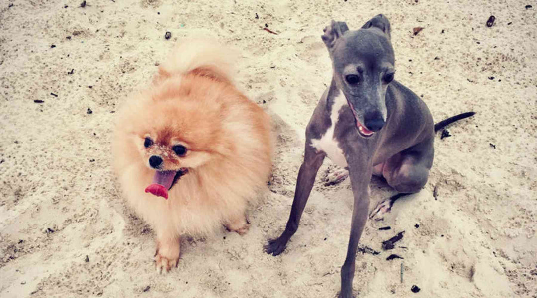 Becoming A Pooch Parent