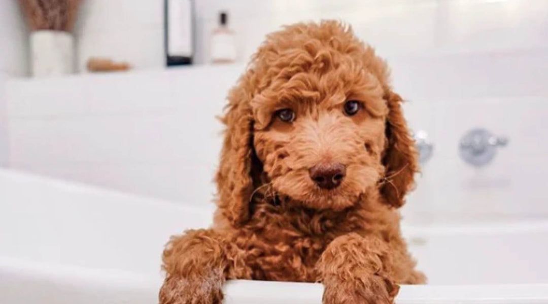 Pamper your pooch at home