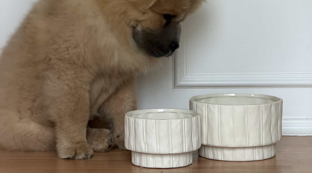Ceramic Dog Bowls: Beautiful, Practical and Built to Last