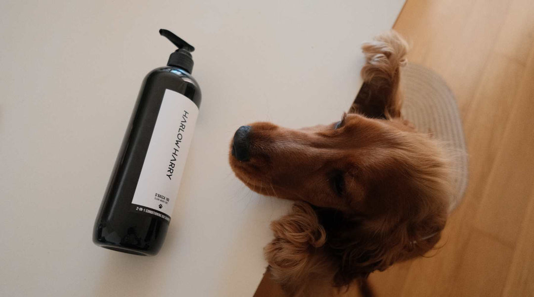 Conditioning Dog Shampoo: Why Your Dog's Coat Deserves Better