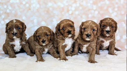 Ethical Breeders vs. Adoption — Finding the Right Fit for Your Family and Future Dog