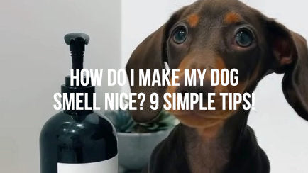 How Do I Make My Dog Smell Nice? 9 Simple (and Stylish) Ways to Keep Your Pooch Fresh