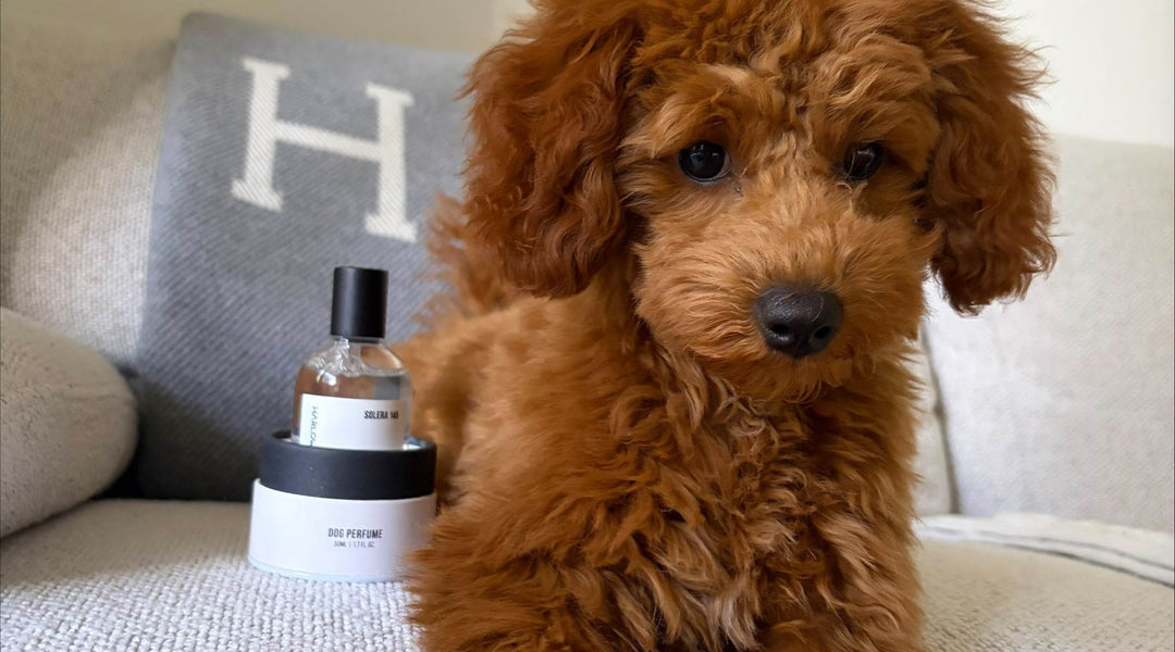 Is Puppy Perfume Safe? Everything New Dog Parents Need to Know