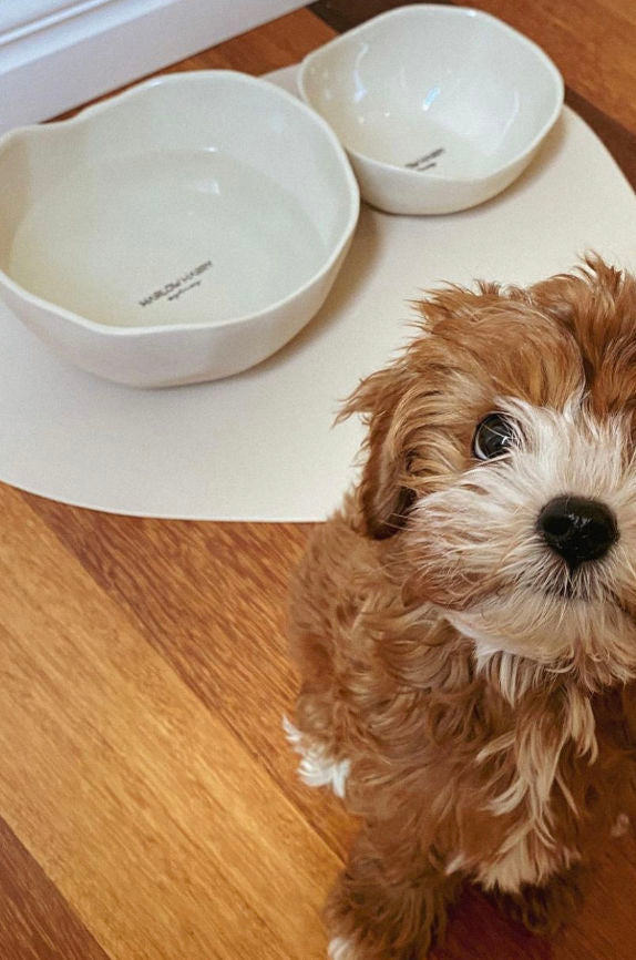 Dog Dining