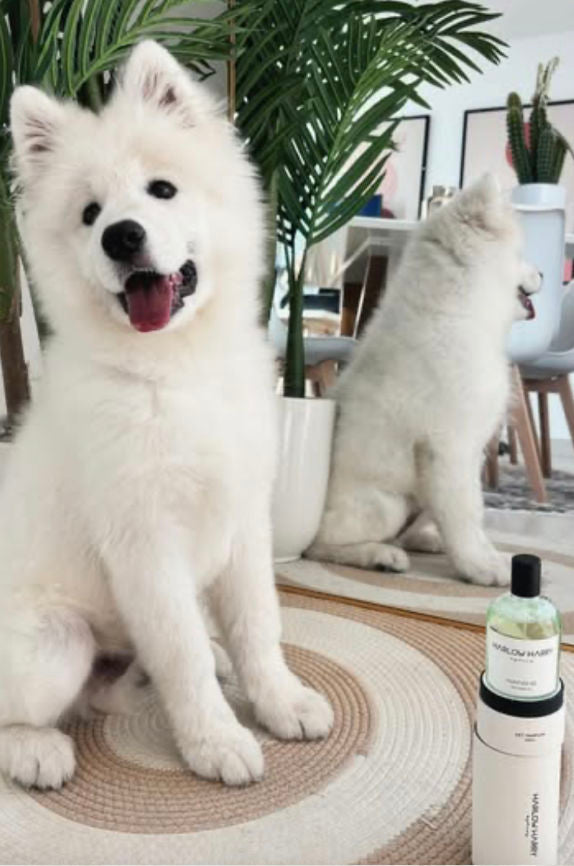 Dog Perfume
