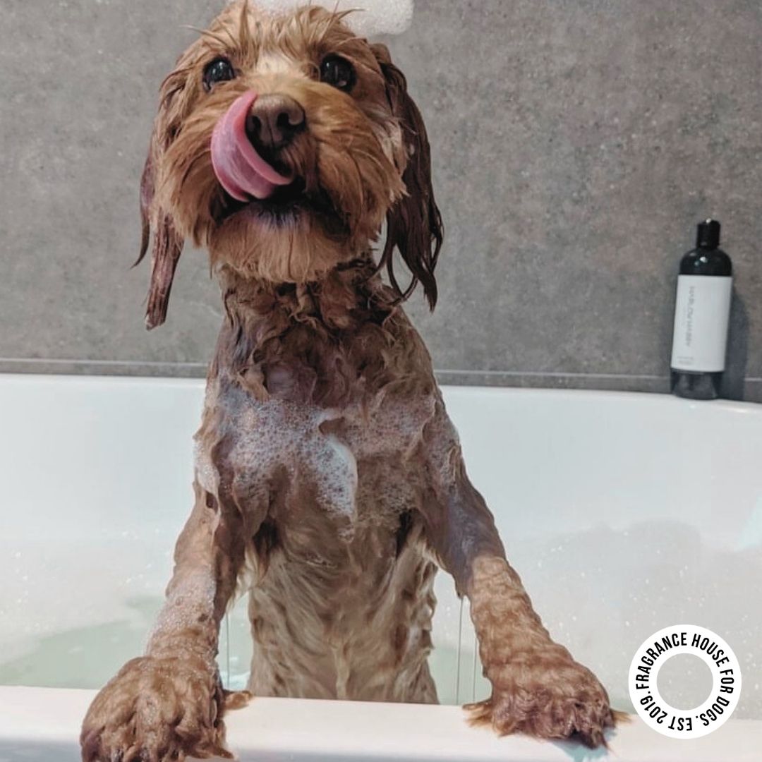 Conditioning Shampoo | Bellevue 162