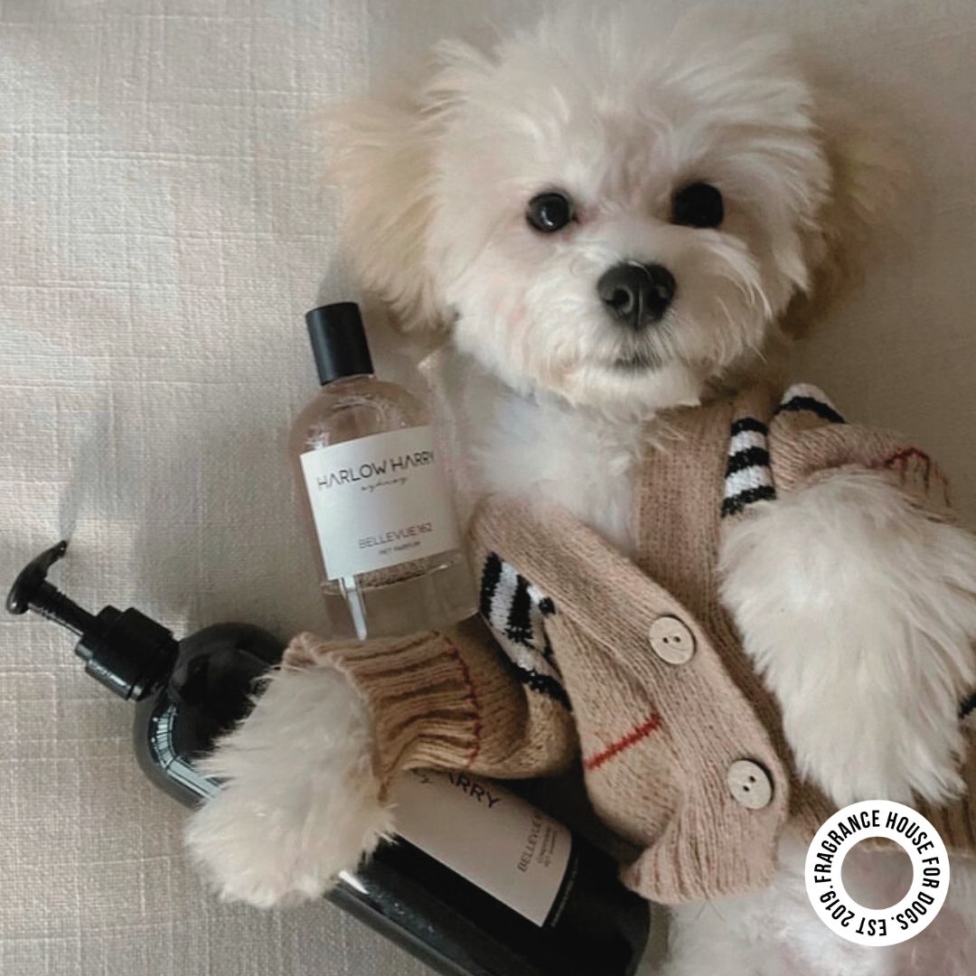 Conditioning Shampoo | Bellevue 162