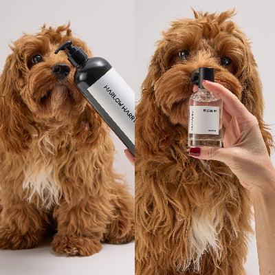 Harlow Harry Bellevue 162 dog perfume - woody and smoky pet fragrance designed for dogs
