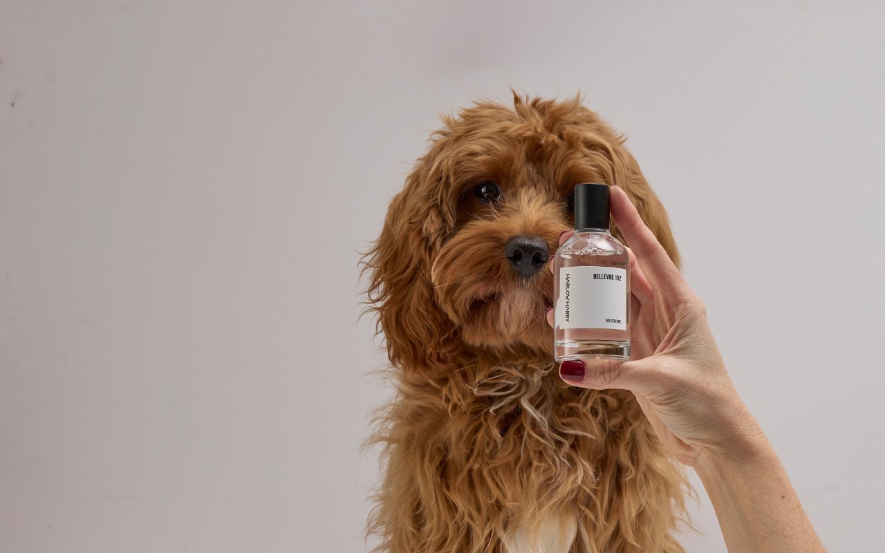 Dog looking at a bottle of HARLOW HARRY Dog Perfume held by a person against a plain background