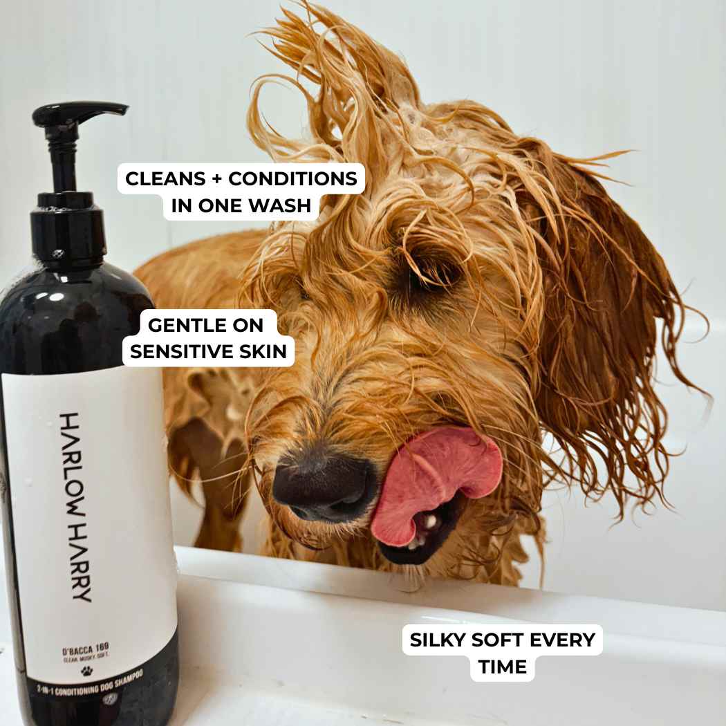 Conditioning Shampoo | Bellevue 162