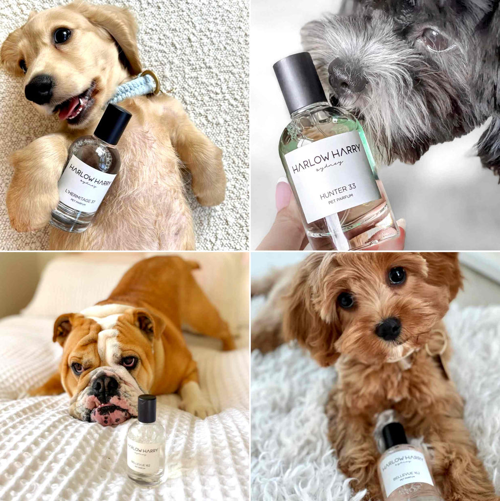 Dog Perfume | The Pair 2.0