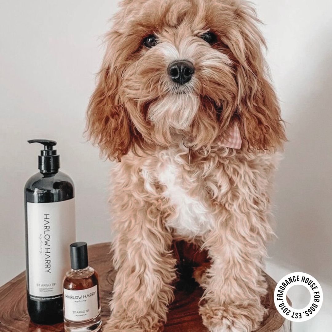 2 in 1 Conditioning Shampoo St Argo 191 HARLOW HARRY